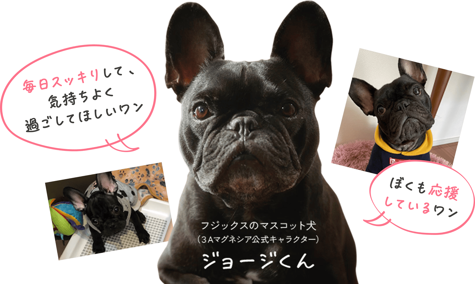 フジックスのマスコット犬（3Aマグネシア公式キャラクター）ジョージくん