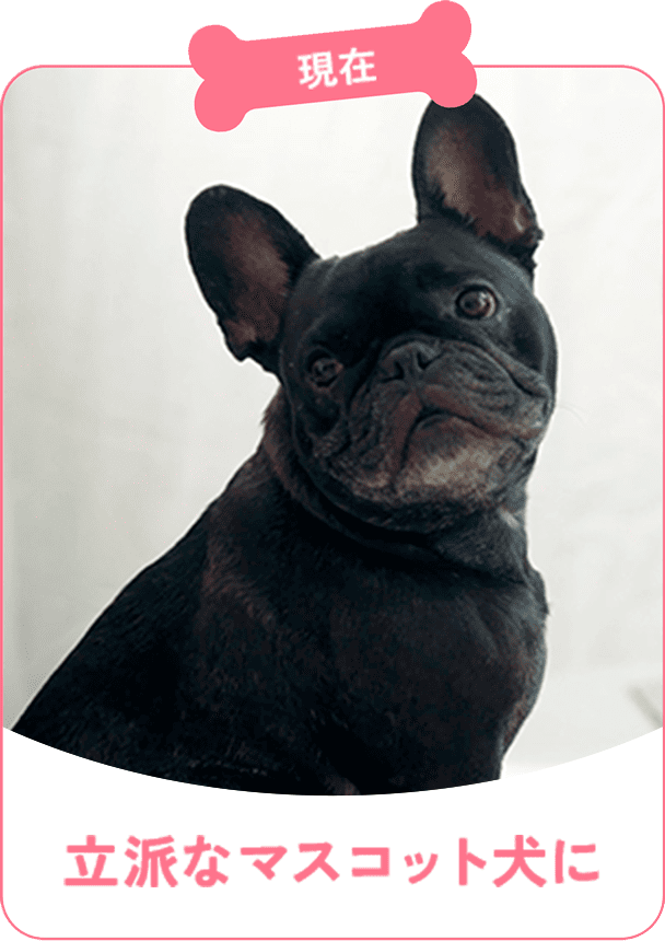 現在 立派なマスコット犬に